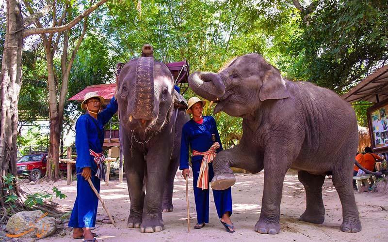 در پاتایای تایلند، کجا می توانید فیل سوار شوید!؟