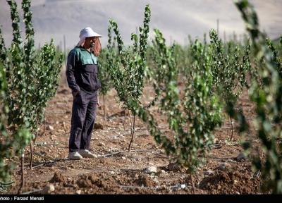 بالاترین آمار فراوری میوه در غرب آسیا متعلق به ایران است