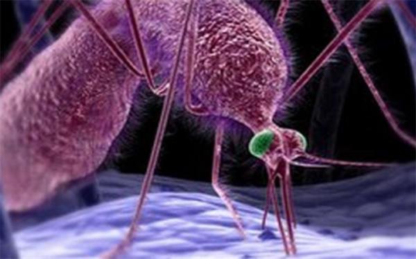 چرا سیستم ایمنی بدن افراد واکنش های متفاوتی در برابر انگل مالاریا دارد؟