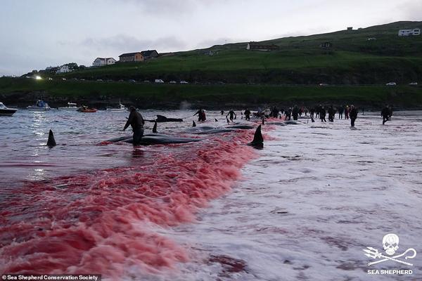 کشتار بی رحمانه نهنگ ها دریا را به دریای خون تبدیل کرد (تصاویر16