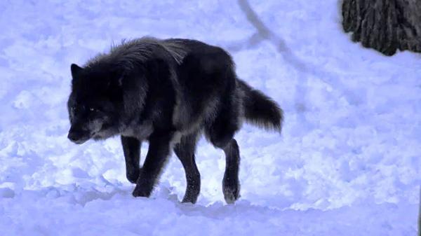 فیلم شکار سگ به وسیله گرگ در هوای برفی !
