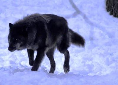 فیلم شکار سگ به وسیله گرگ در هوای برفی !