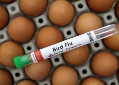انتشار ویروس آنفلوانزای پرندگان به اعضای یک خانواده در کامبوج، مرگ یک دختر یازده ساله و نگرانی سازمان جهانی بهداشت